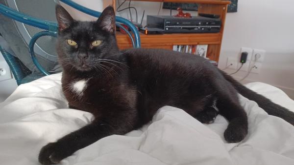Sylvie