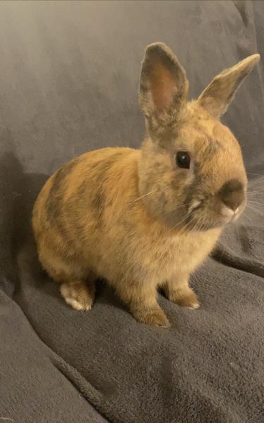 Isabelle