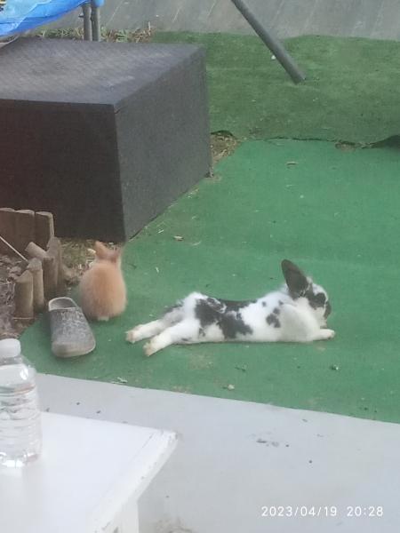Inaya