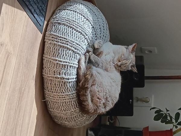 Audrey