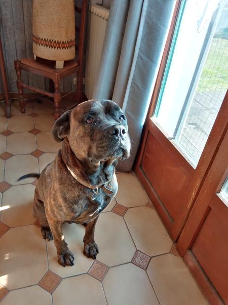 pierre