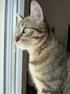 Delphine