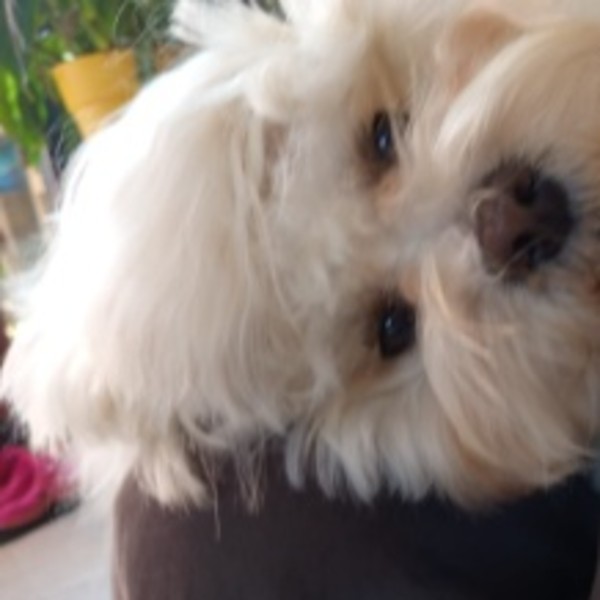Sophie