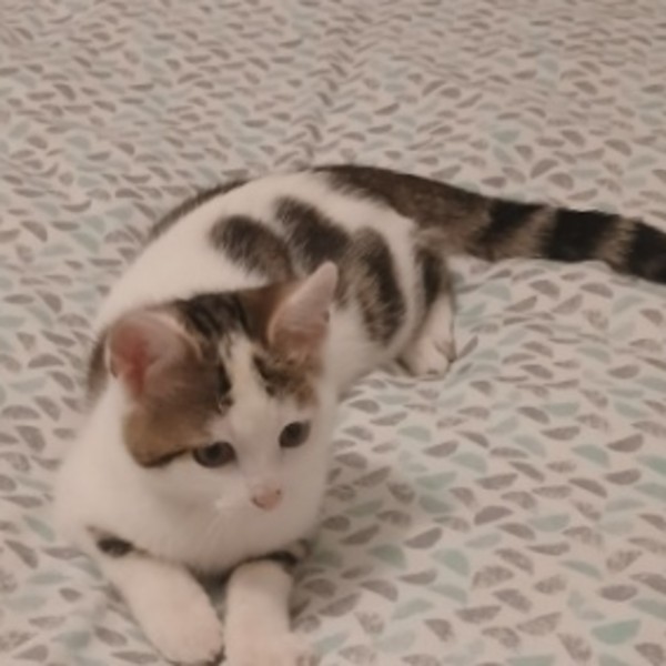 Sylvie