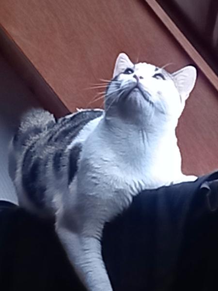 Mihoubi