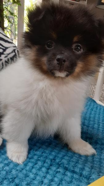 Pierre