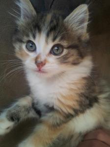 Elodie
