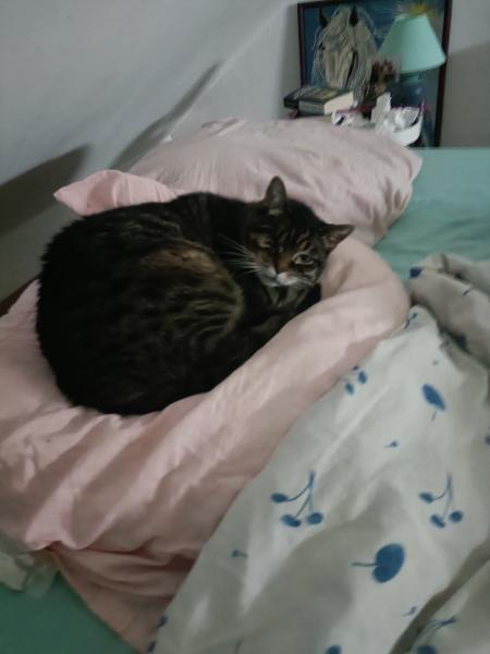 Tanaïs