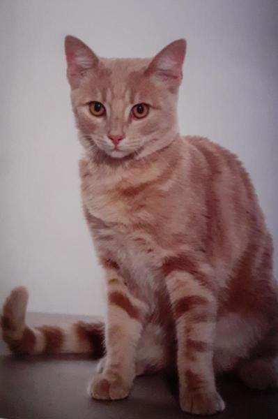 Audrey