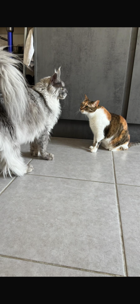 Séréna