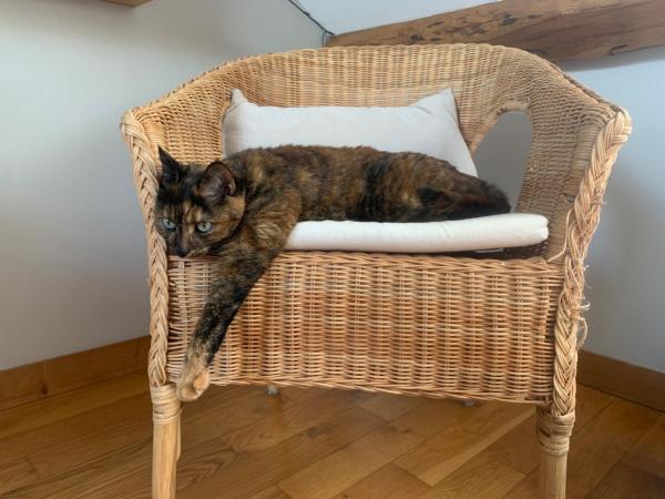 Solveig