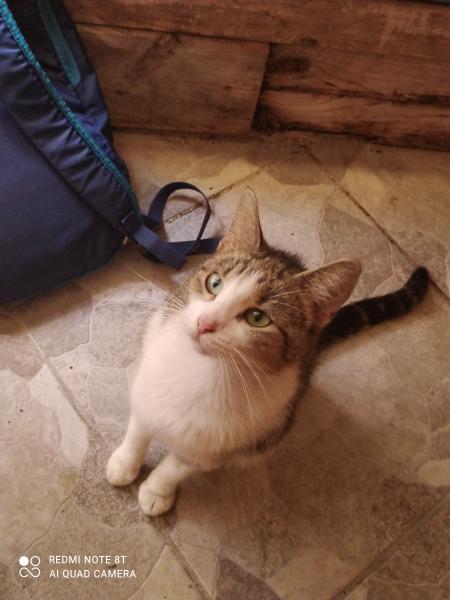 lily