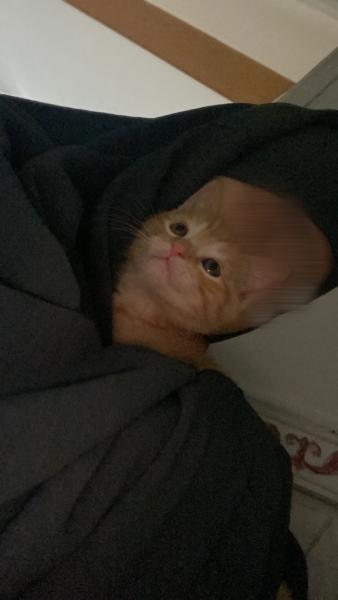 Mimi