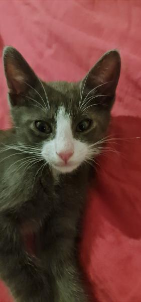 Pierre