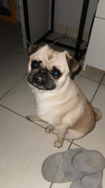 naouelle
