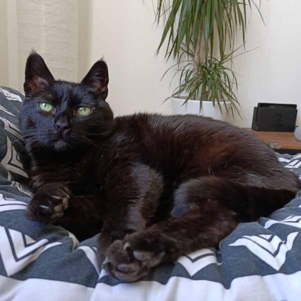 Amélie