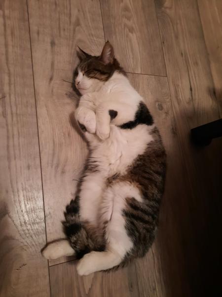 aurelie