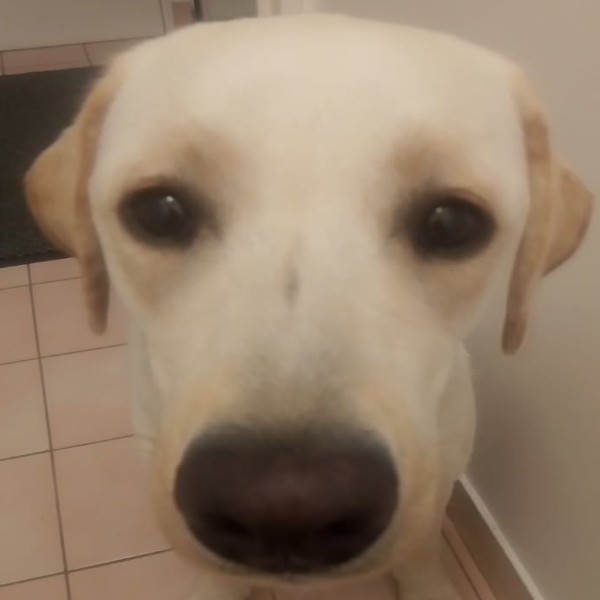 Chloé