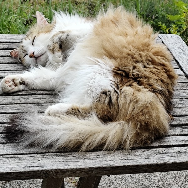 Lucie
