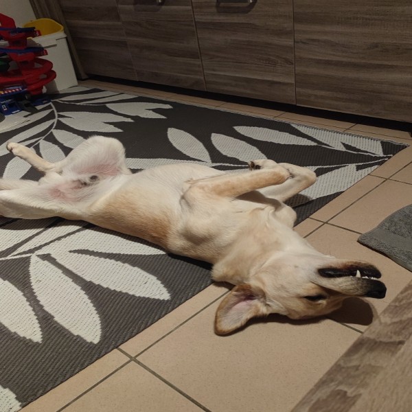 ISABELLE