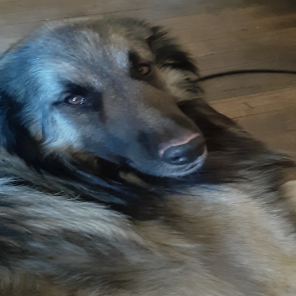 Sylvie