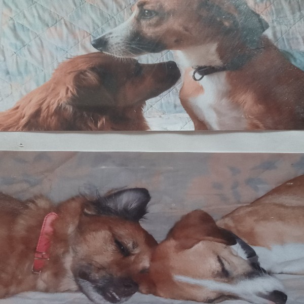 Isabelle