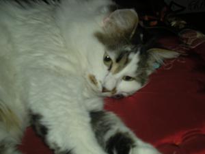 AGNES