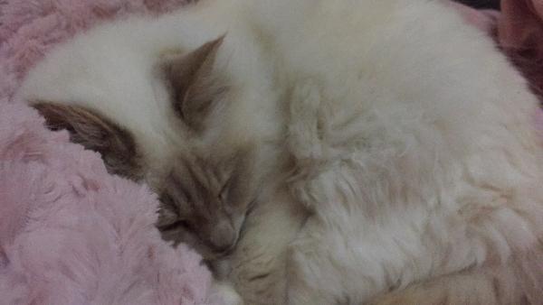 Claudia
