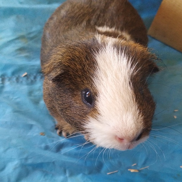 Lou