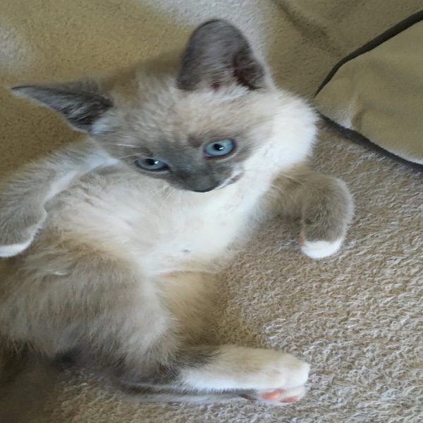 Lilia