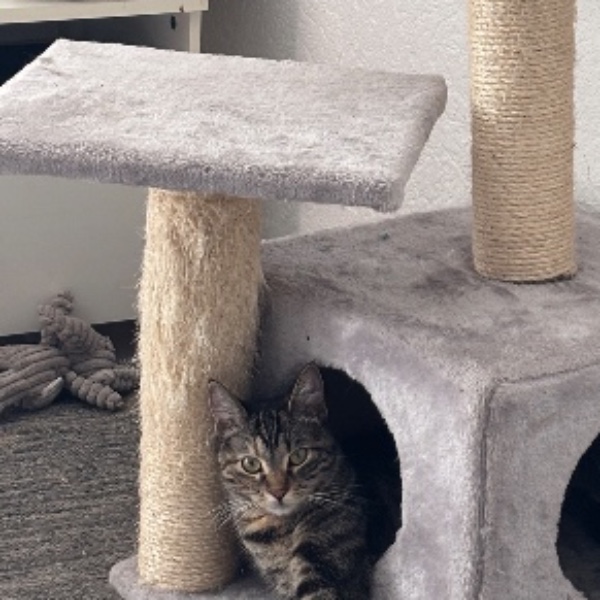 Kari