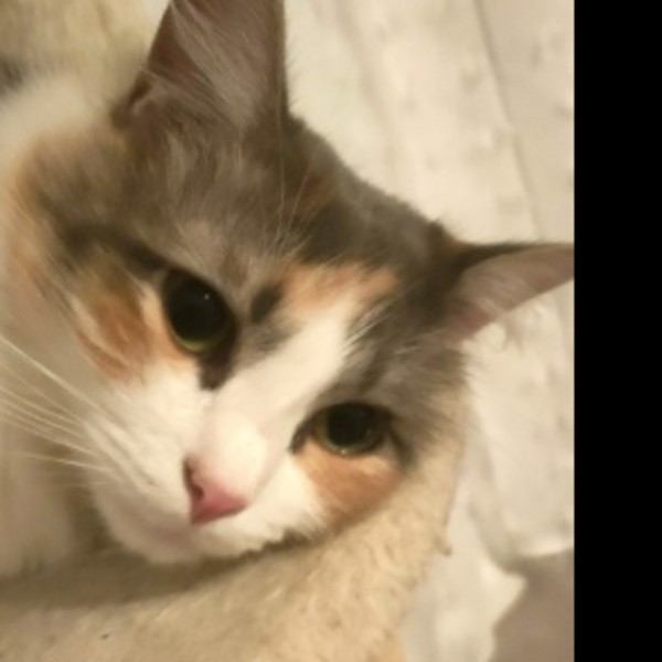 Dalila