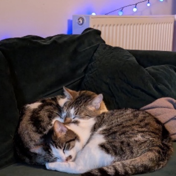 Ayden