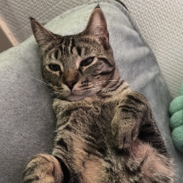 Hugo