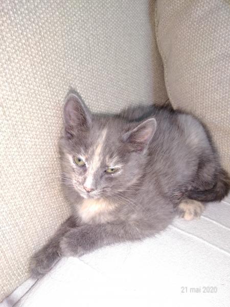 Adeline
