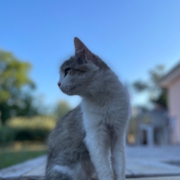 Manon
