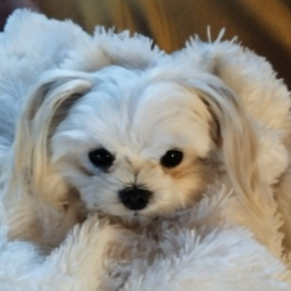 chantal