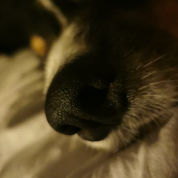 Juliette