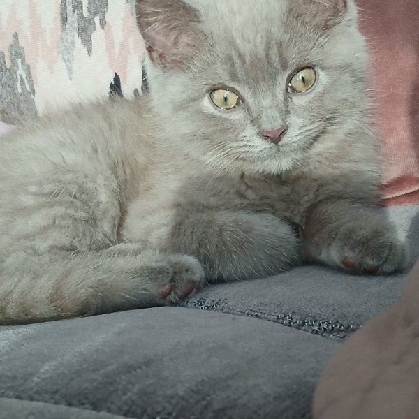 Wassila