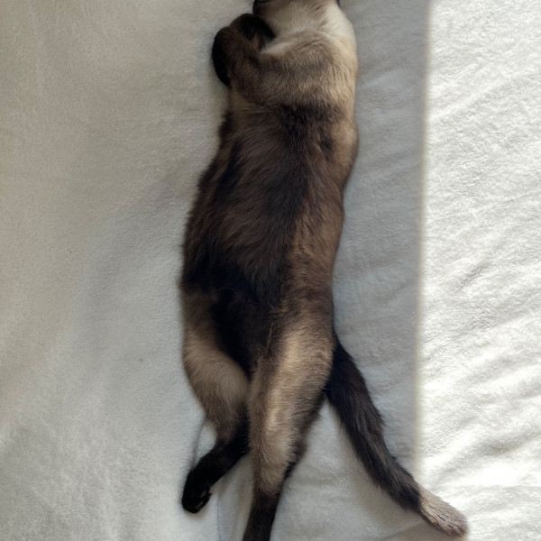 Mellina