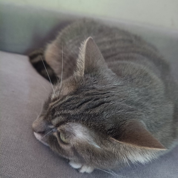 aurélie