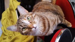 ASTRID