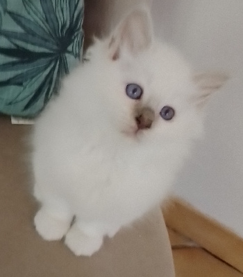 ALEXANDRA