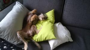Delphine
