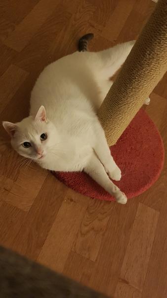 Olympe