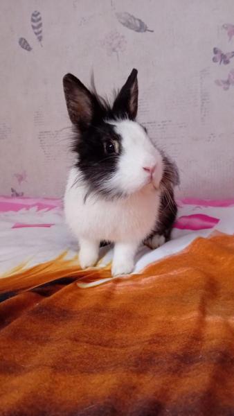 Félicia