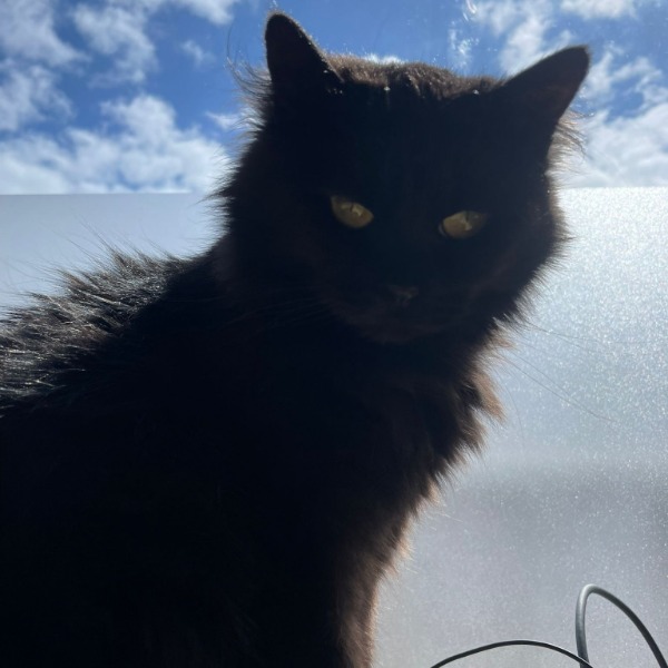 elsa