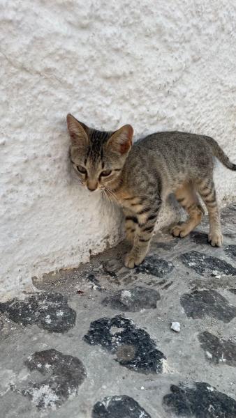 Katia